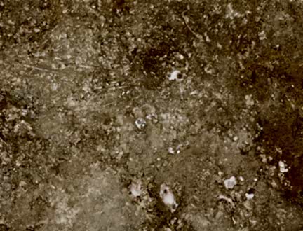 Golden Walnut Traverten